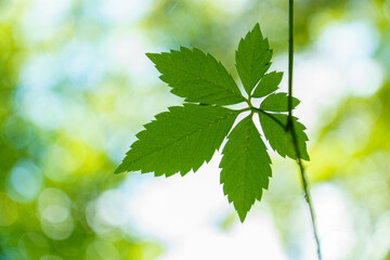 光を浴びて輝く若葉