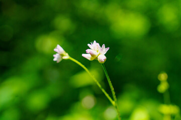 可憐な花を咲かせるウナギツカミ