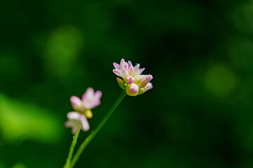可憐な花を咲かせるウナギツカミ