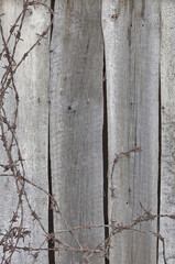 Old aged weathered natural grey wooden shack wall boarding planks, large textured rustic grungy vertical taupe tan barbwires background closeup rusty broken barbed wires pattern dirty wreck copy space