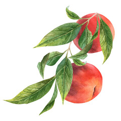  Branch of peaches, nectarines, hand-painted watercolor.