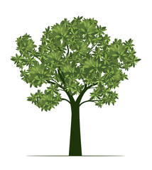Shape of green Tree with Leaves. Vector outline Illustration.