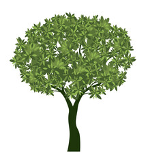 Shape of green Tree with Leaves. Vector outline Illustration.
