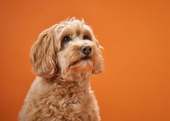 A Labradoodle with curly fur sits with its ears perked up, set against an orange background.