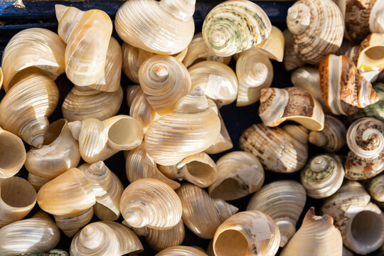 Overhead shot of seashell clusters at a market in Greece. 