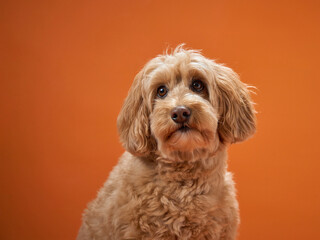 A Labradoodle with curly fur sits calmly with its head slightly tilted, set against an orange background.