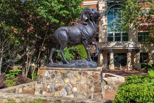 Chapel Hill, NC; 5/12/2024; Photo of the ram statue at the University of North Carolina campus