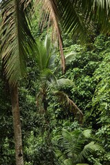 Different beautiful wild tropical plants growing outdoors