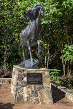 Chapel Hill, NC; 05/12/2024; Photo of the ram statue given to the University of North Carolina for its sports programs