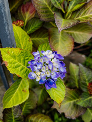 Hydrangea serrata, Edinburgh, Scotland, United Kingdom