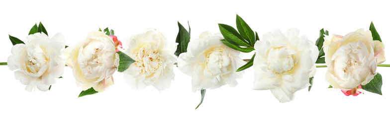 Beautiful peony flowers with green leaves on white background