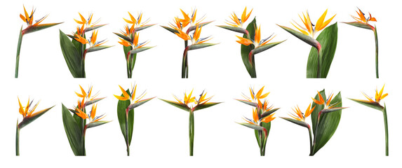Bird Paradise Tropical Flowers White