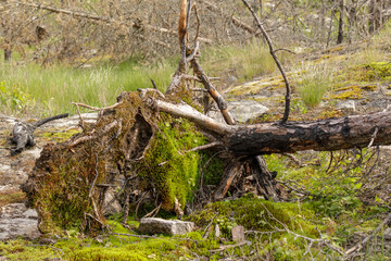Old uprooted pine tree lying in forest clearing, partially covered in vivid moss and surrounded by...