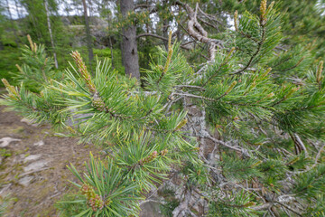 Detailed view of a pine tree branch with fresh needles and buds in a northern forest setting during...
