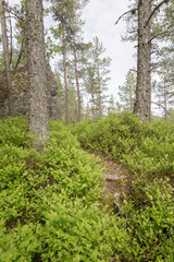 Bright green forest undergrowth with dense bilberry bushes and tall pine trees under a lightly...