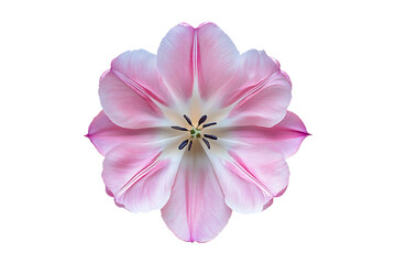 Fototapeta premium pink tulip isolated on a transparent background