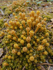 Fruiting bodies of moss in Big Meadows of Shenandoah National Park, Virginia, in autumn. Bodies release spores, which are transported by wind and water.