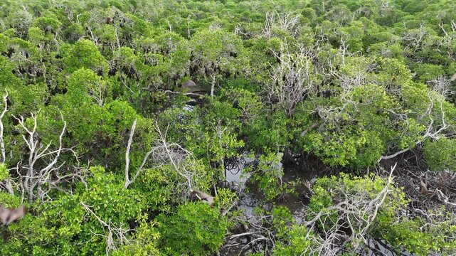 Sunda fruit bats, Acerodon mackloti, live in a massive colony on an island covered by mangrove forest near Adonara. Each night the bats migrate from the mangrove to a nearby island to feed.