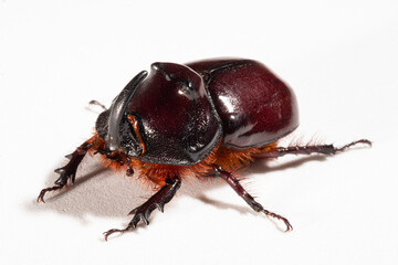 European rhinoceros beetle (Oryctes nasicornis) is a large flying beetle belonging to the subfamily Dynastinae. Imago, a male insect.