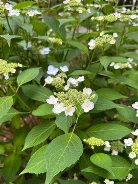 blue and white flowers in a garden