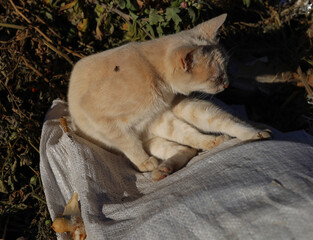 Feral pets. The cat is in the trash. The animal feeds on food waste.