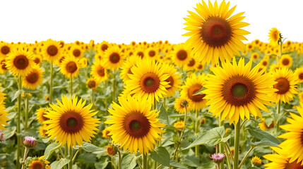 Obraz premium Yellow sunflower field isolated on white background. Flower border