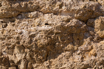 Fossil corals of the Red Sea. Ancient creatures, turned into stone. Reef corals.
