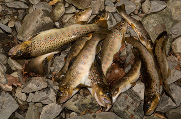 The Black Sea salmon. Salmo trutta labrax. Fishing in the mountain streams of Bulgaria. A bunch of fish on the ground.