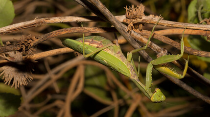 The European mantis (Mantis religiosa).A green female insect, in dense vegetation, is preparing to...
