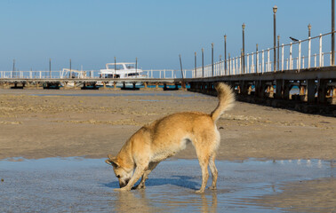 Egypt. Red wild dogs on the shore of the red sea. The animal catches fish at low tide. The hunting...