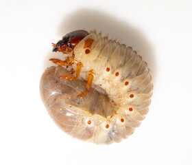 European rhinoceros beetle (Oryctes nasicornis) is a large flying beetle belonging to the subfamily Dynastinae. The insect larva is located on a white background before pupation.