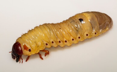European rhinoceros beetle (Oryctes nasicornis) is a large flying beetle belonging to the subfamily Dynastinae. The insect larva is located on a white background before pupation.