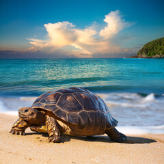 A tortoise walking on a sandy beach with the ocean and blue sky in the background. The calm waves...