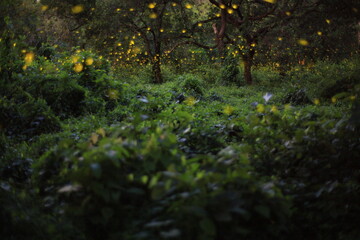 Fireflies in the bush at night at Prachinburi, Thailand. Bokeh light of firefly flying in forest night time
