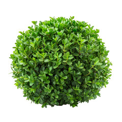 Obraz premium Lush Green Boxwood Sphere Plant Nature Botany