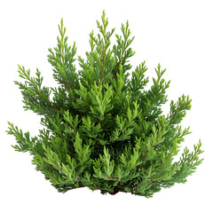 Lush Green Plant Isolated on Black Background,