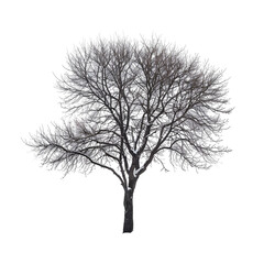 Snow covered tree winter nature isolated black background