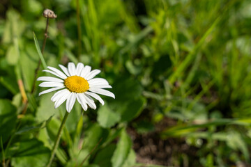 A single white daisy blooms amid vibrant green foliage, capturing the essence of a sunny day with its bright petals and yellow center, emphasizing nature's simplicity and beauty.