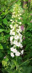 Beautiful white delphinium flower blooms in the garden. Perennial plant, park, nature, landscape design