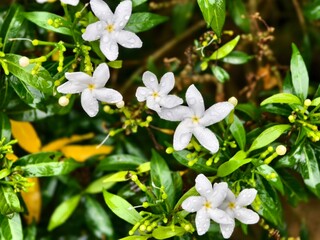 Mondokaki Flower (Tabernaemontana Divaricata) in the morning	