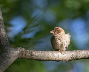 Fledgling house sparrow on a branch with a beautiful natural background