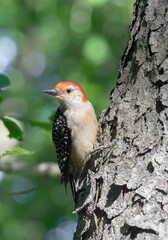 Red-bellied Woodpecker closeup on a tree with green background