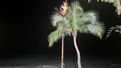 Palm trees at midnight
