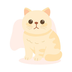 Exotic shorthair cat with flat nose and thick coat sits peacefully. This exotic shorthair cat captures plush expression of exotic shorthair breed.