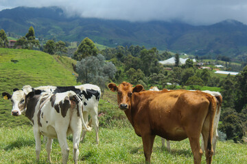 image of a group of cows eating grass on the mountain, sunbathing, and the shadow of the clouds