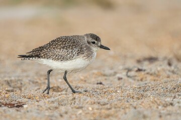 Close-up of a plover bird walking on a sandy beach