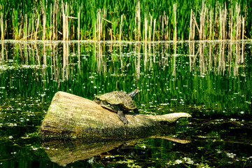 painted turle (Chrysemys picta) warming in the sun on a log shot on the Toronto Islands in June 