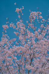 Cherry Blossoms in Full Bloom under Blue Sky