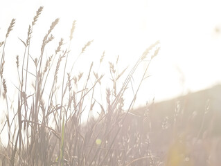 Ripe Wheat Stalks in Warm Sunlight