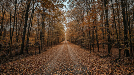 Obraz premium Serene autumn pathway adorned with colorful leaves